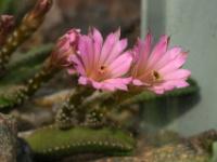Pinkfarbene Kaktusblüten im Botanischen Garten - Erlangen